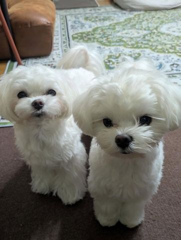 Wunderschöne Malteserwelpen suchen ein liebevolles Zuhause