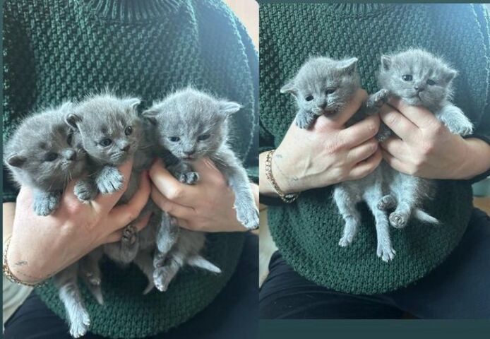 Russian blueKätzchen