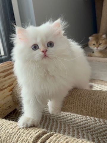 Wunderschönes Perserkätzchen zu verkaufen