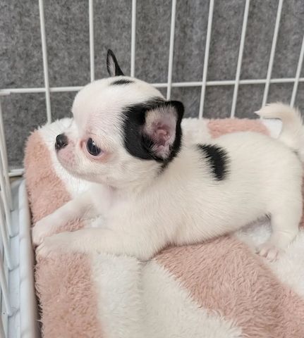 Wunderschöne Chihuahua-Welpen suchen ein liebevolles Zuhause