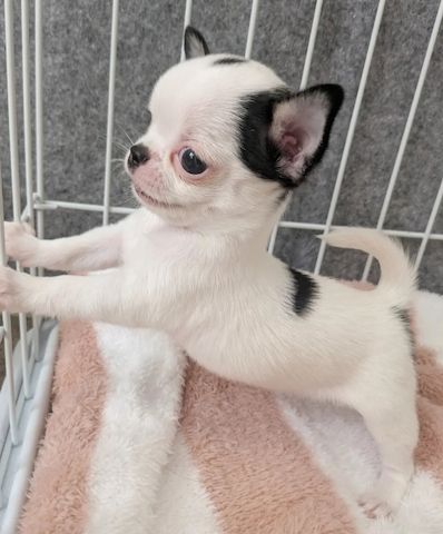Wunderschöne Chihuahua-Welpen suchen ein liebevolles Zuhause