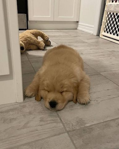 Wunderschöne Golden-Retriever-Welpen suchen ein liebevolles Zuhause 🐾