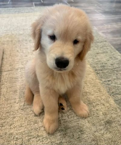 Wunderschöne Golden-Retriever-Welpen suchen ein liebevolles Zuhause 🐾