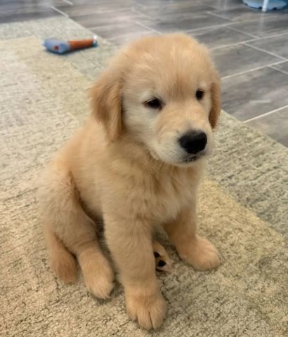 Wunderschöne Golden-Retriever-Welpen suchen ein liebevolles Zuhause 🐾