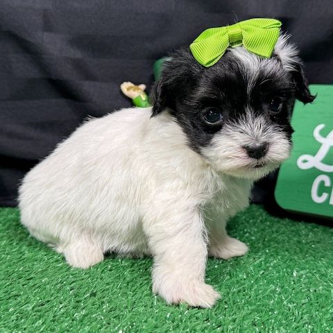 Wunderschöne Shih-Tzu-Welpen suchen ein liebevolles Zuhause 🐾