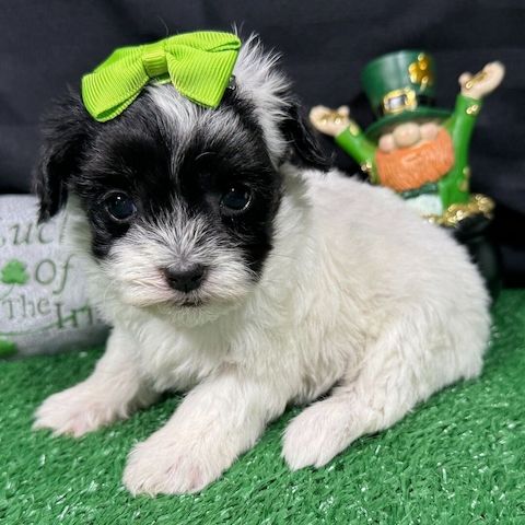 Wunderschöne Shih-Tzu-Welpen suchen ein liebevolles Zuhause 🐾