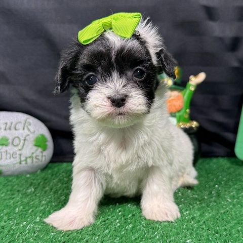 Wunderschöne Shih-Tzu-Welpen suchen ein liebevolles Zuhause 🐾