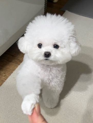 Bezaubernde Bichon-Welpen suchen ein liebevolles Zuhause