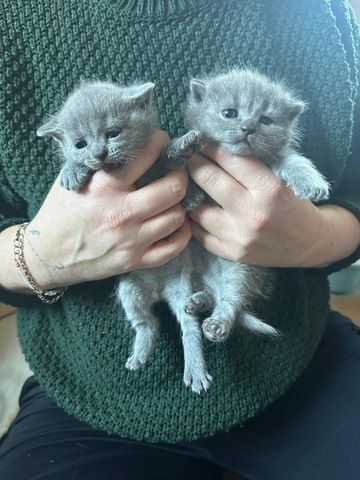 Russisch Blau Kätzchen zu verkaufen