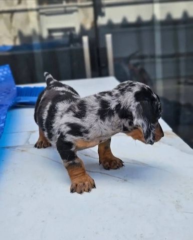 Wunderschöne Dackelwelpen suchen ein liebevolles Zuhause