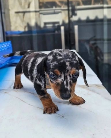 Wunderschöne Dackelwelpen suchen ein liebevolles Zuhause