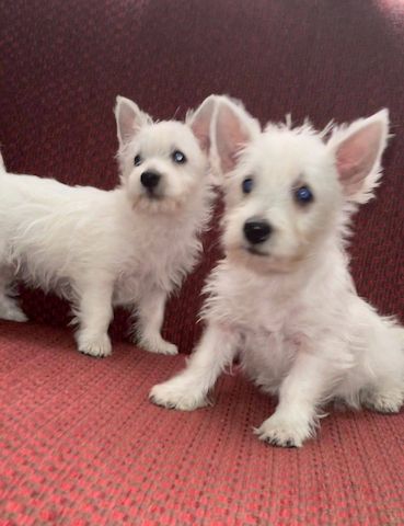 Wunderschöne West Highland White Terrier Welpen suchen ein liebevolles Zuhause
