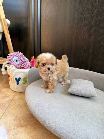 Wunderschöne Maltipoo-Welpen suchen ein liebevolles Zuhause