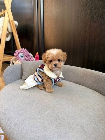 Wunderschöne Maltipoo-Welpen suchen ein liebevolles Zuhause