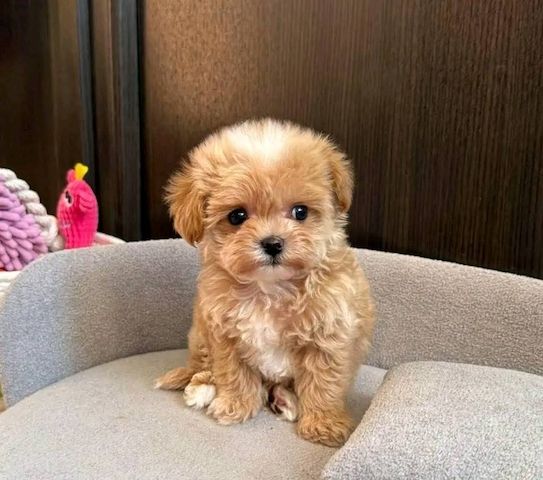Wunderschöne Maltipoo-Welpen suchen ein liebevolles Zuhause