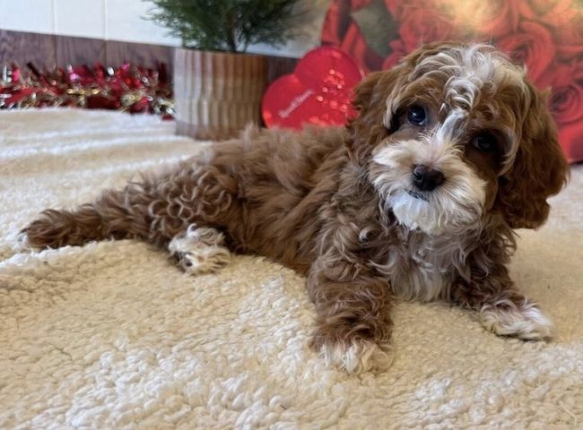 Bezaubernde Cavapoo-Welpen suchen ein liebevolles Zuhause 🐾