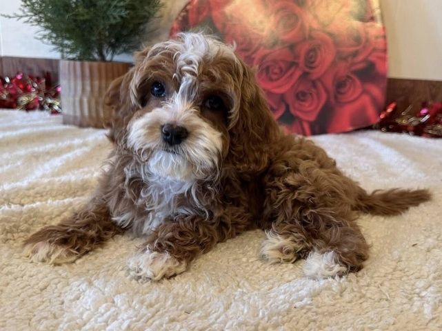 Bezaubernde Cavapoo-Welpen suchen ein liebevolles Zuhause 🐾