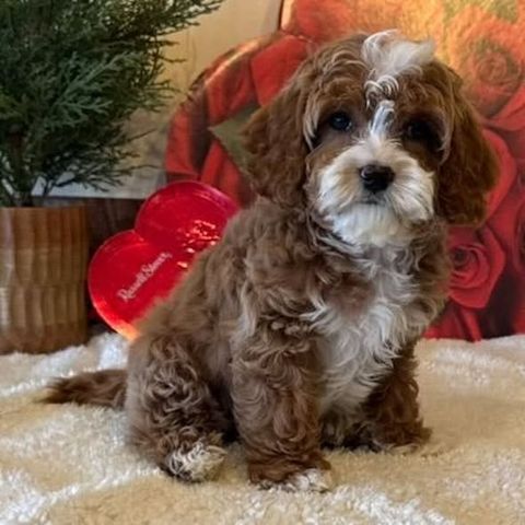 Bezaubernde Cavapoo-Welpen suchen ein liebevolles Zuhause 🐾