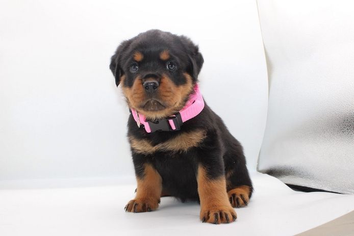 Bezaubernde Rottweiler-Welpen suchen ein liebevolles Zuhause