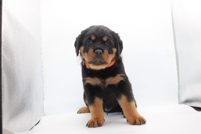 Bezaubernde Rottweiler-Welpen suchen ein liebevolles Zuhause