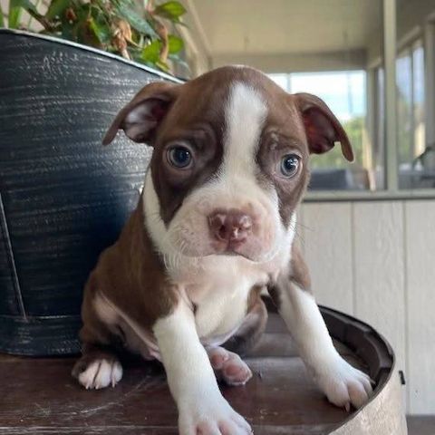 Bezaubernde Boston-Terrier-Welpen suchen ein liebevolles Zuhause 🐾