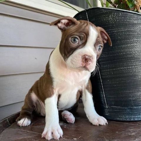 Bezaubernde Boston-Terrier-Welpen suchen ein liebevolles Zuhause 🐾