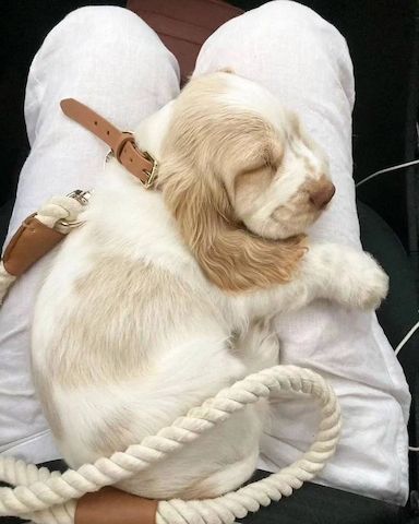 Wunderschöne Cocker Spaniel Welpen suchen ein liebevolles Zuhause