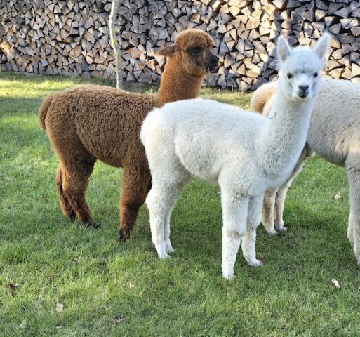 Alpaka Stut - und Hengstfohlen