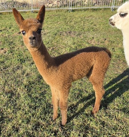 Alpaka Stut - und Hengstfohlen