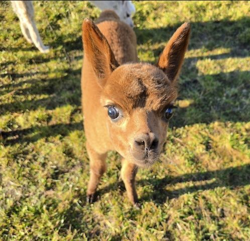 Alpaka Stut - und Hengstfohlen