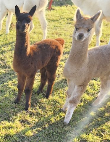 Alpaka Stut - und Hengstfohlen