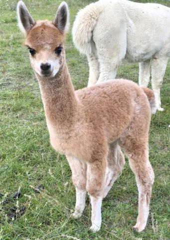Alpaka Stut - und Hengstfohlen
