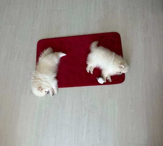 Reinrassige Pomeranian-Welpen zu verkaufen