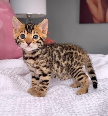 Rosette Bengal-Kätzchen abzugeben