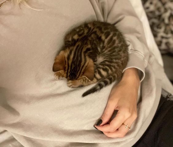 Rosette Bengal-Kätzchen abzugeben