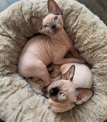 Sphynx-Kätzchen zu verkaufen