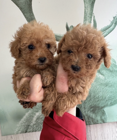 Pudelwelpen (Rüde und Hündin)