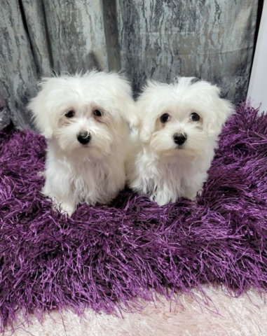 Malteser Rüden und Hündinnen