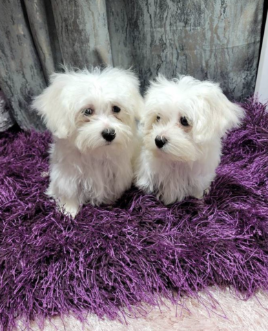 Malteser Rüden und Hündinnen