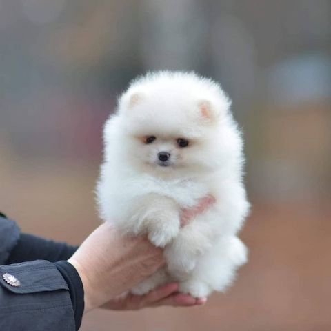 Pomeranian Welpen