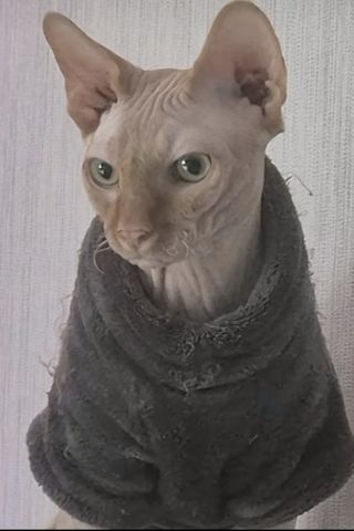 Canadian Sphinx Deckkater aus Berlin