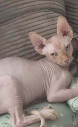 Canadian Sphinx Deckkater aus Berlin