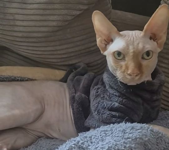 Canadian Sphinx Deckkater aus Berlin