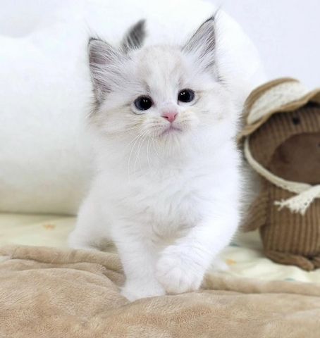 Reinrassige Ragdoll-Kätzchen zu verkaufen