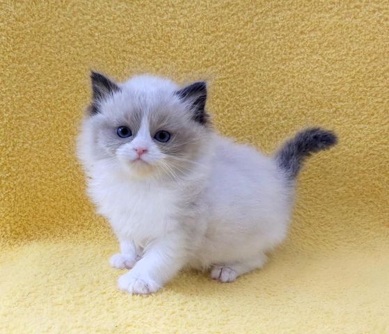 Котята породы рэгдолл в наличии