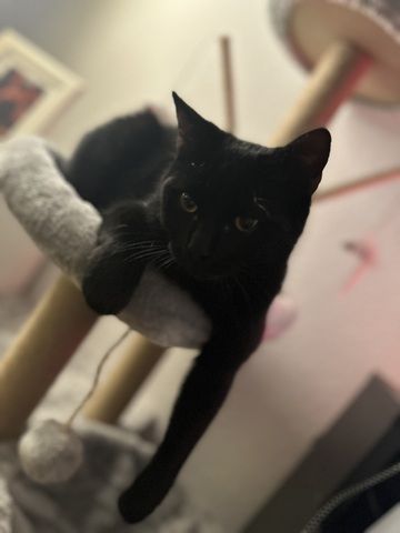 Liebevoller Loki sucht neues Zuhause