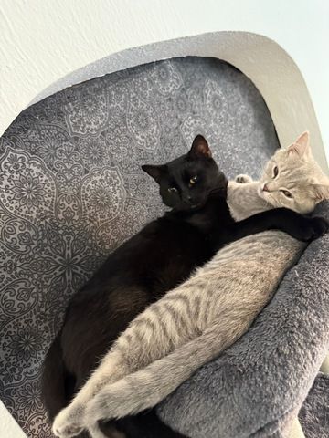 Liebevoller Loki sucht neues Zuhause