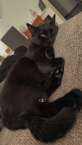 Liebevoller Loki sucht neues Zuhause