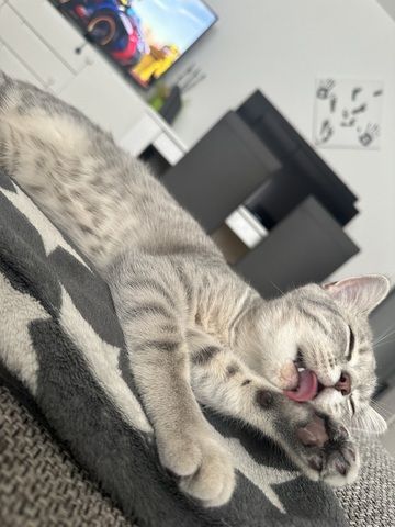 Liebevolle Kira abzugeben