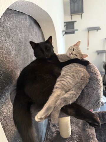 Liebevolle Kira abzugeben